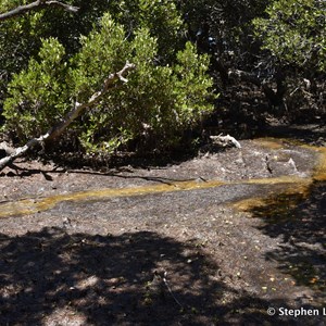 St Kilda Mangrove Trail and Interpretive Centre - Soil Support 