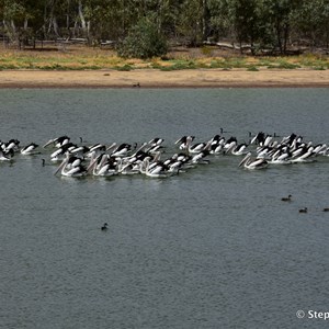 Goat Island