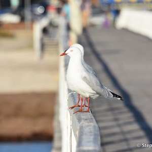 Largs Bay Jetty