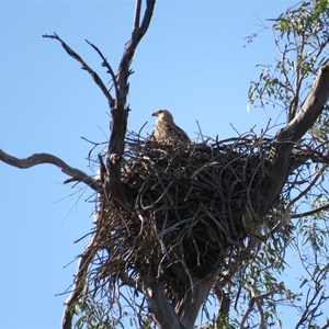 Whistling kite's nest