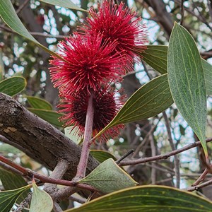 Burrendong Botanic Garden and Arboretum