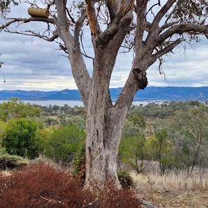 Burrendong Botanic Garden and Arboretum