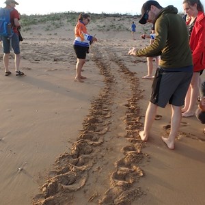 Flatback Sea Turtle tracks going up to the spot she selected to lay her eggs, 29 June 2018