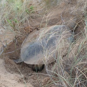 Flatback Sea Turtle digging out a spot to lay her eggs, 29 June 2018