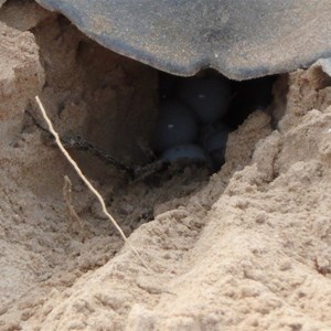Our guide scraped out some sand so we could see the eggs as she was laying them!  29 June 2018