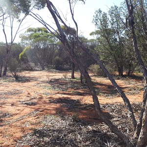 Mt Gibson Rest Area