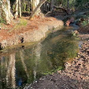 Skull Springs Camp
