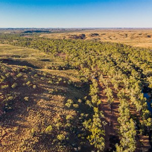 Aerial view of dense growth along the Davis River system