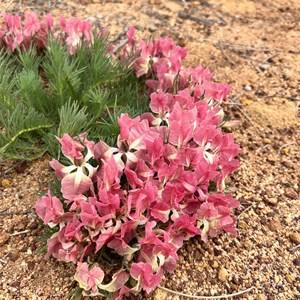 Wreath Flower Site