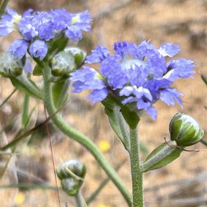 Wreath Flower Site