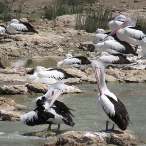 Pelicans a  preening