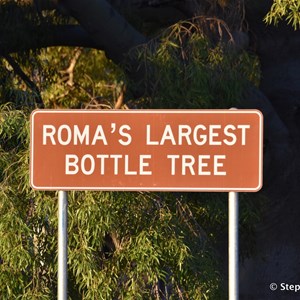 Roma's Largest Bottle Tree