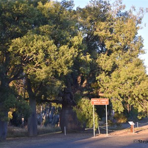 Roma's Largest Bottle Tree