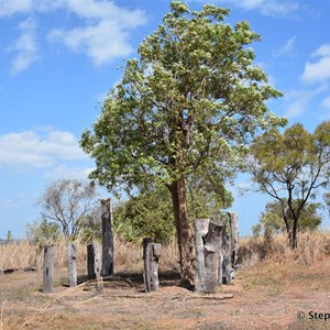 Prunung Aboriginal Scarred Trees