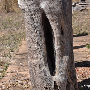 Prunung Aboriginal Scarred Trees