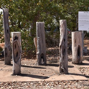 Prunung Aboriginal Scarred Trees