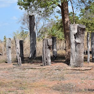 Prunung Aboriginal Scarred Trees