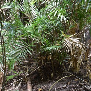 Kurrimine Beach Conservation Park