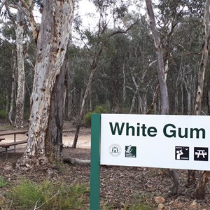 White Gum Flat