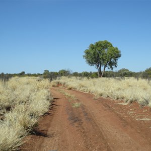 Innocuous roadside grass