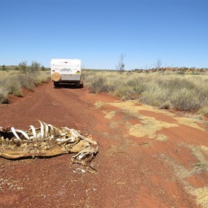 Camel carcase