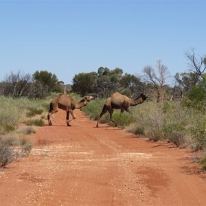 7. Cross - traffic quadrupeds