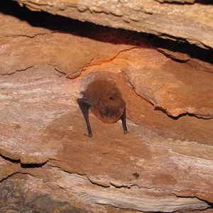 Tunnel inhabitant