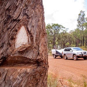 Cutting on the other side of the shield tree