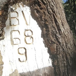 Shield Tree 68 Balmoral trail