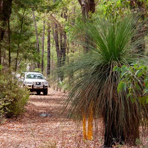 This narrow track off Balmoral Rd leads into a large clearing