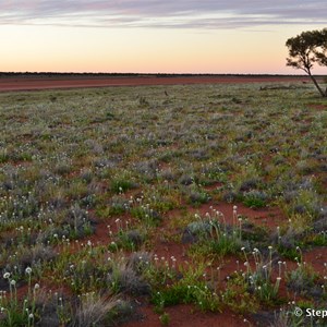 Emu Junction Airstrip - 2013