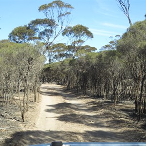 Track vegetation