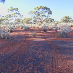 Part of Great Western Woodlands