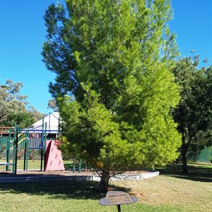 A pine propagated from a tree on Lone Pine Ridge at Gallipoli in Turkey