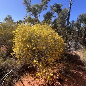 Cann Creek Camp