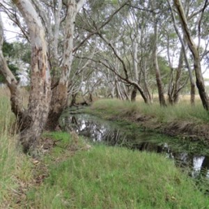 River Red Gums