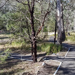 Manna Gum Camping Area