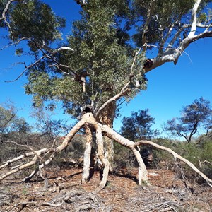 Explore behind this tree for more interesting sites