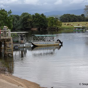 Daintree