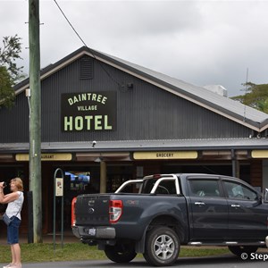 Daintree