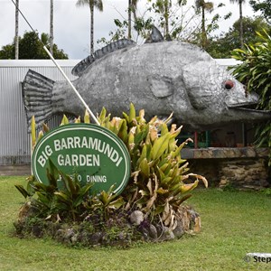 Daintree