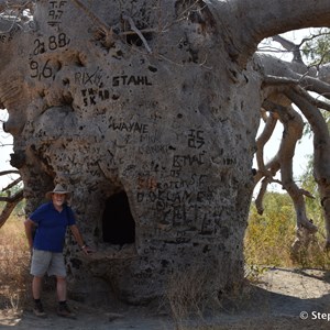 Prison Boab Tree - Wyndham