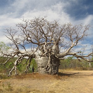 Leafless in the dry - June 2013