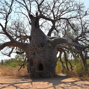 Prison Boab Tree - Wyndham