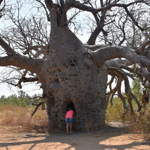 Prison Boab Tree - Wyndham