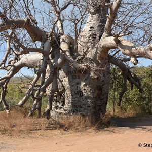 Prison Boab Tree - Wyndham