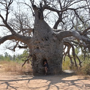 Prison Boab Tree - Wyndham