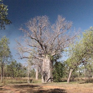 Boab and BBQ in June