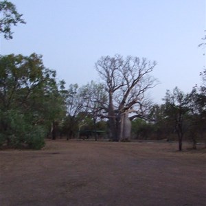 Boab Tree at Manning Gorge Campsite