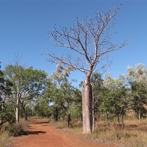 Boabs along track to pool